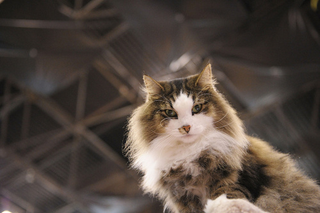 Illustration for article titled Meet Cats With Attitude At Meet The Breeds